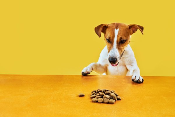 Livraison gratuite de croquettes pour chien à angers !